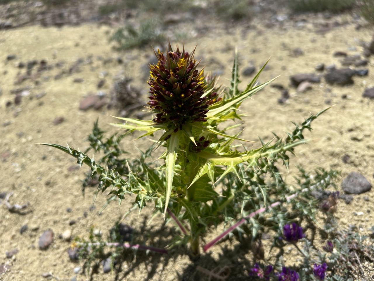 Gundelia cappadocica