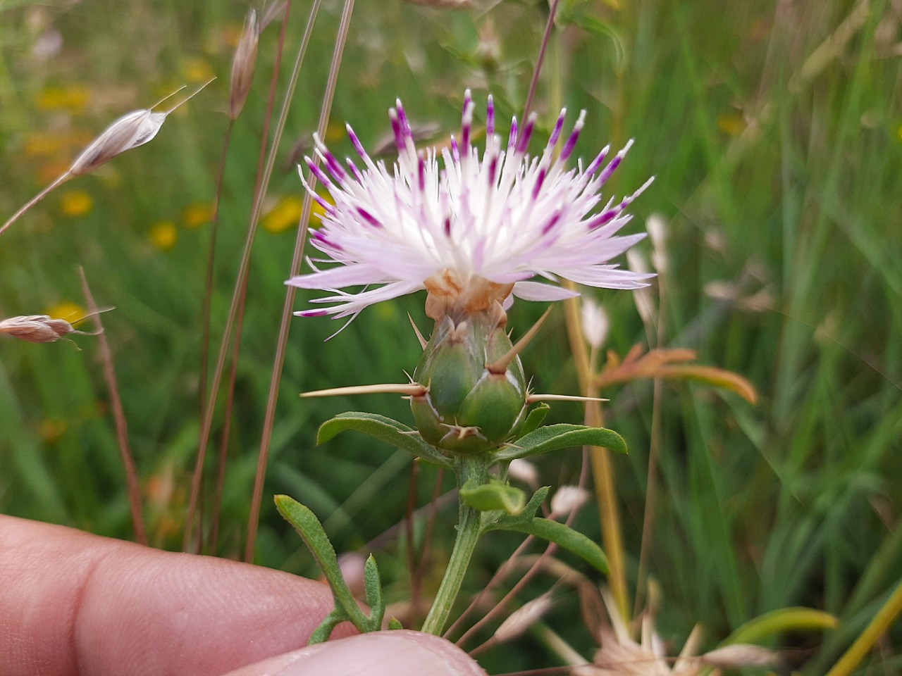 Centaurea iberica