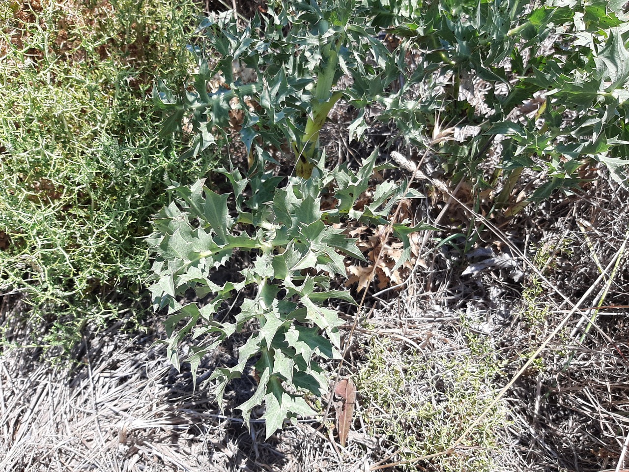 Eryngium campestre