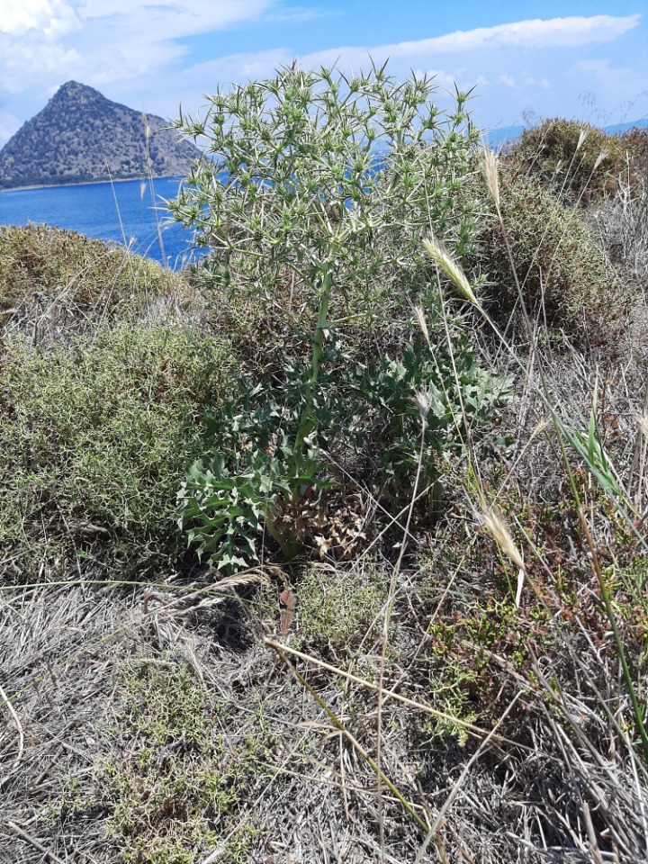 Eryngium campestre