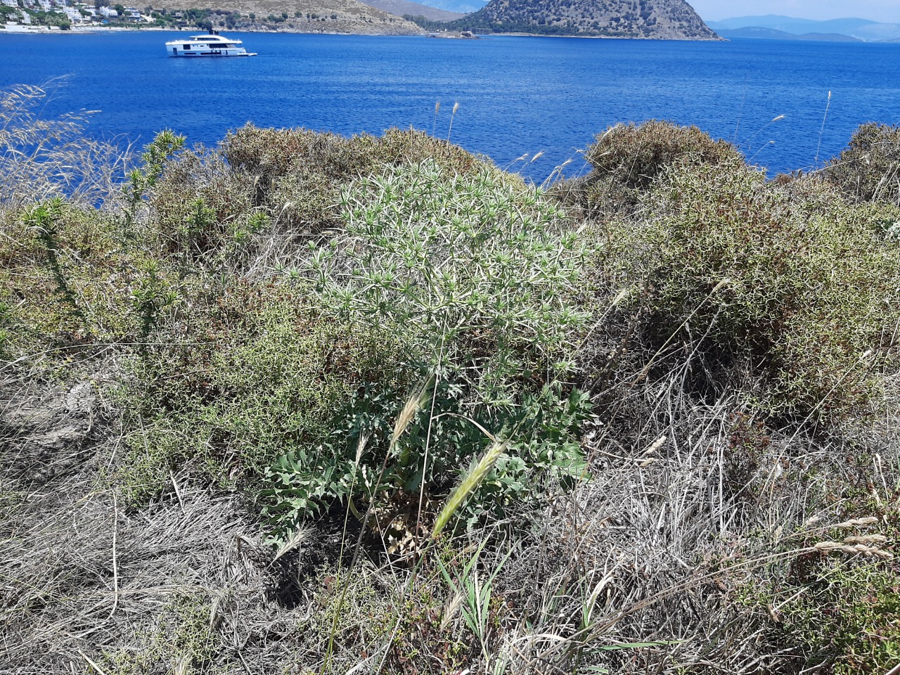Eryngium campestre