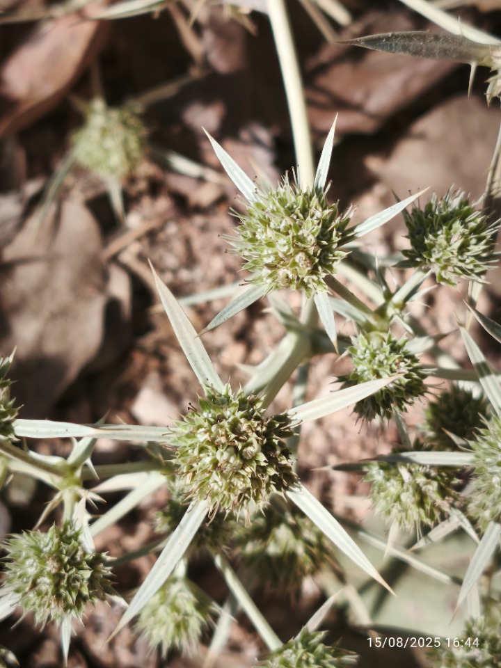 Eryngium campestre