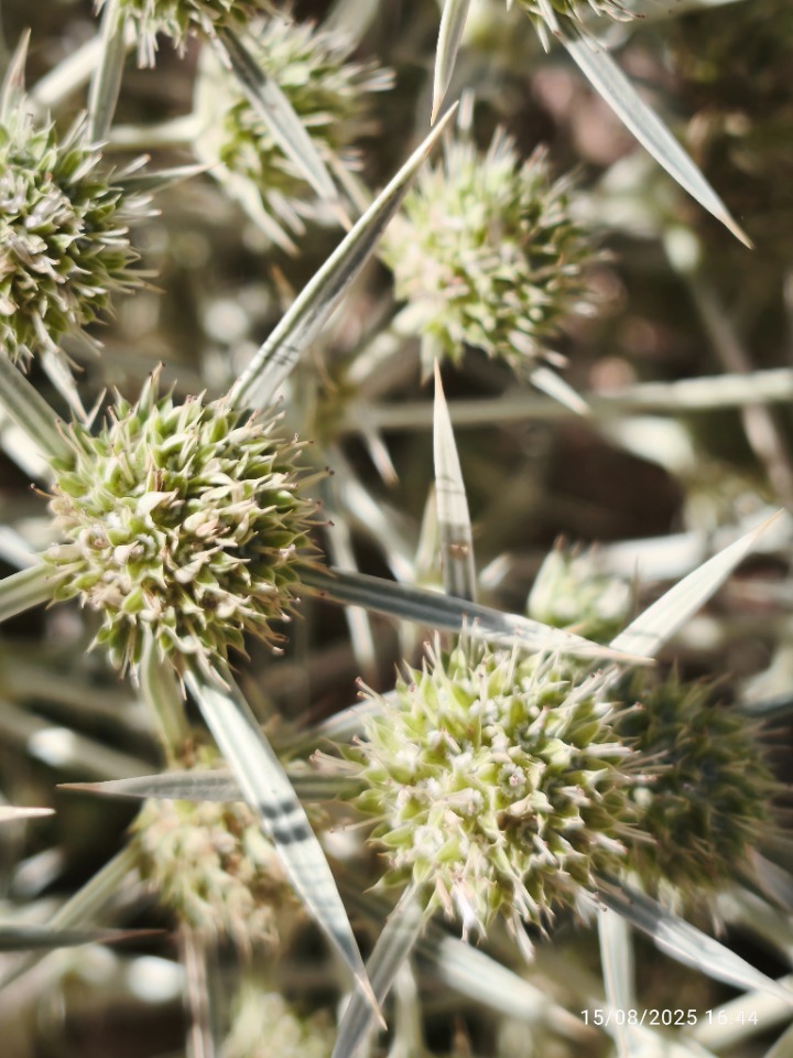 Eryngium campestre