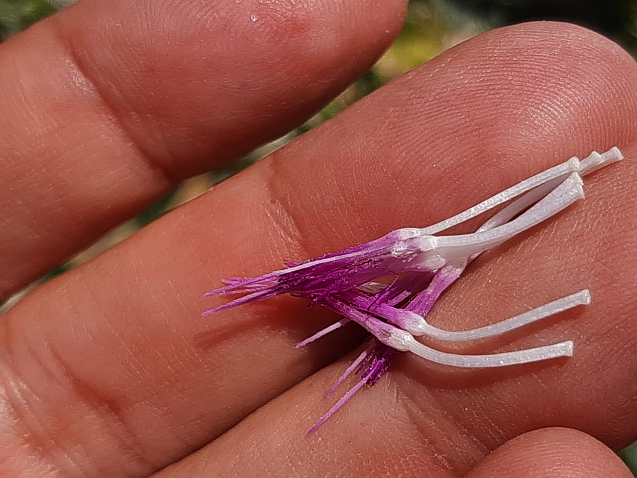 Onopordum acanthium