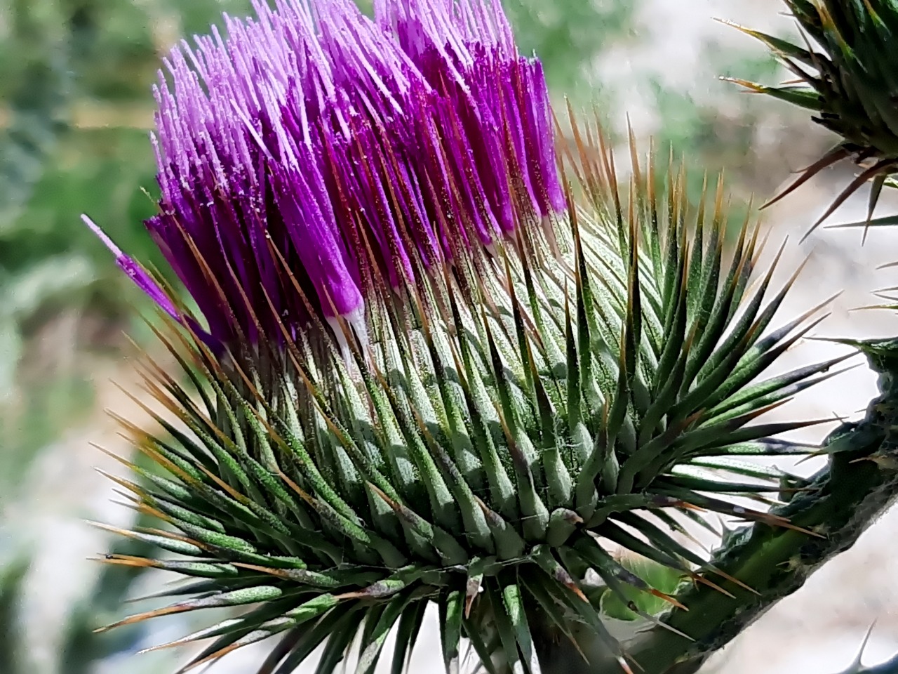 Onopordum acanthium