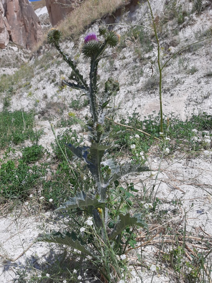 Onopordum acanthium
