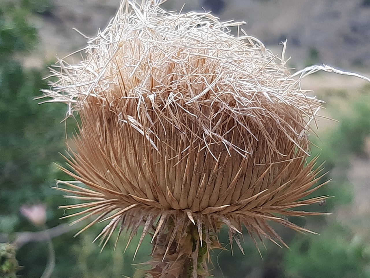Onopordum acanthium