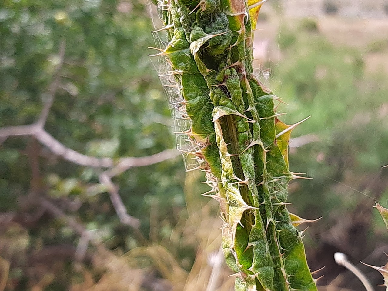 Onopordum acanthium