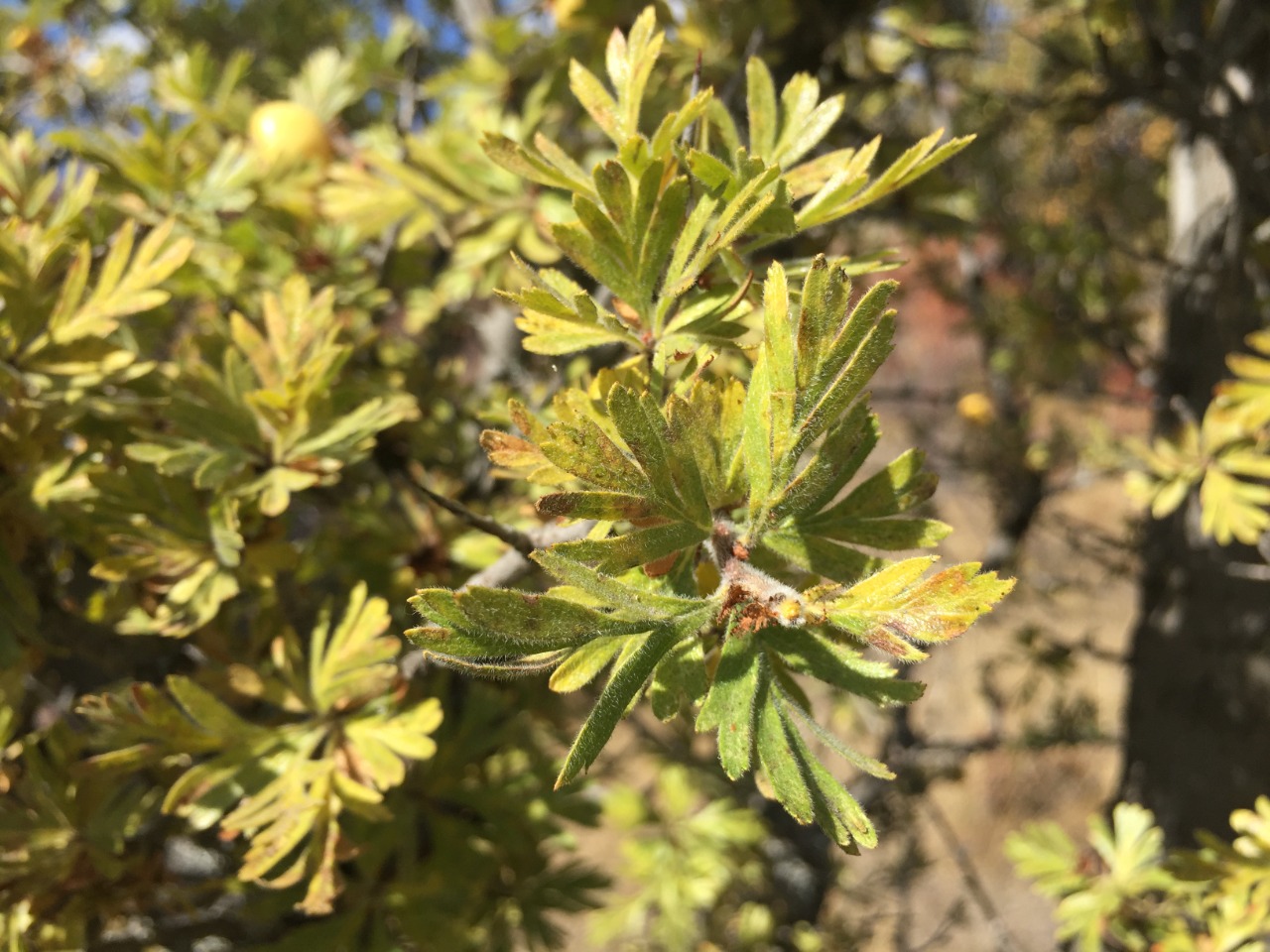 Crataegus tanacetifolia