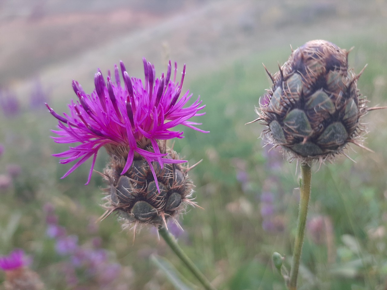 Centaurea pseudoscabiosa