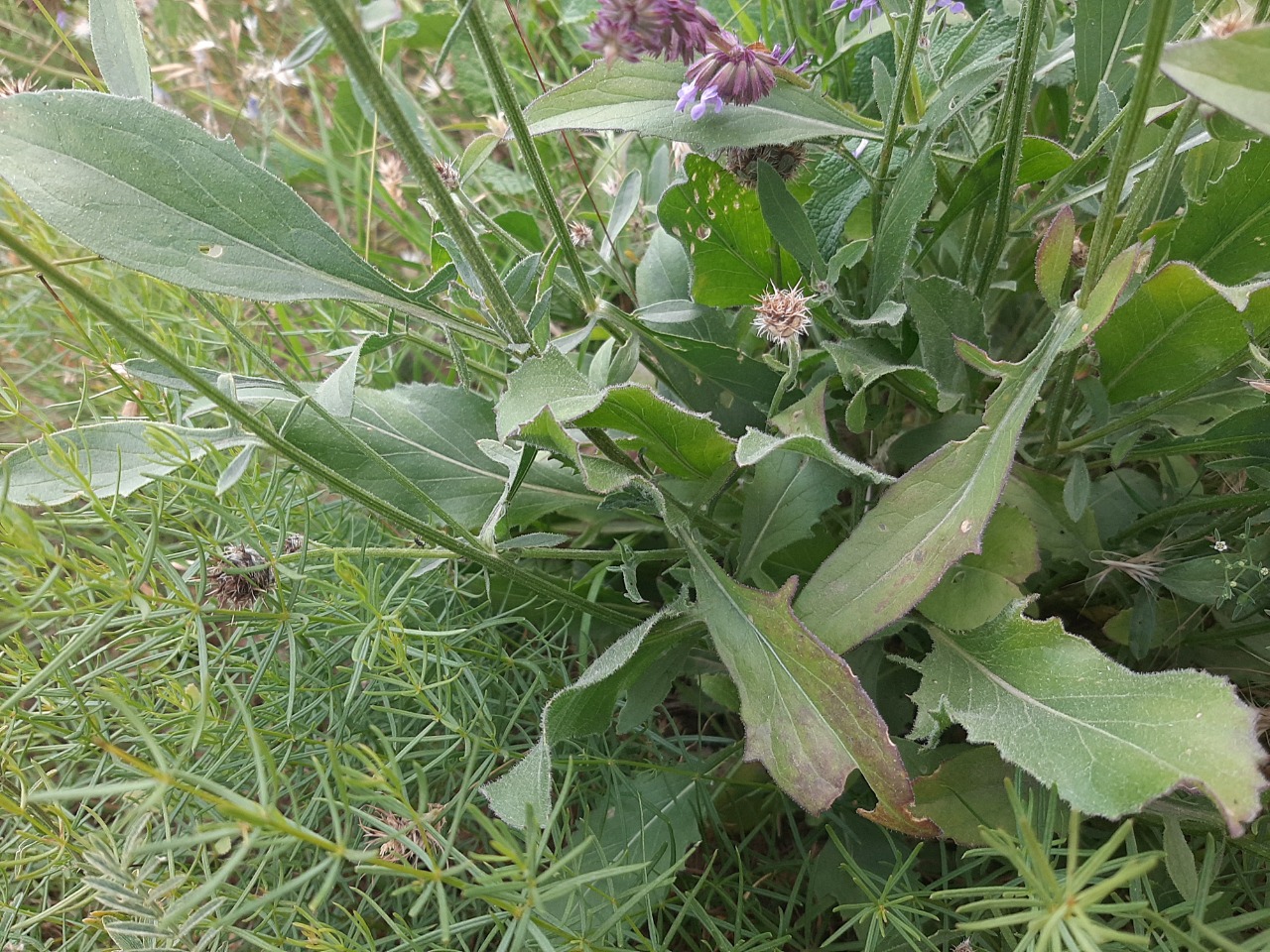 Centaurea pseudoscabiosa