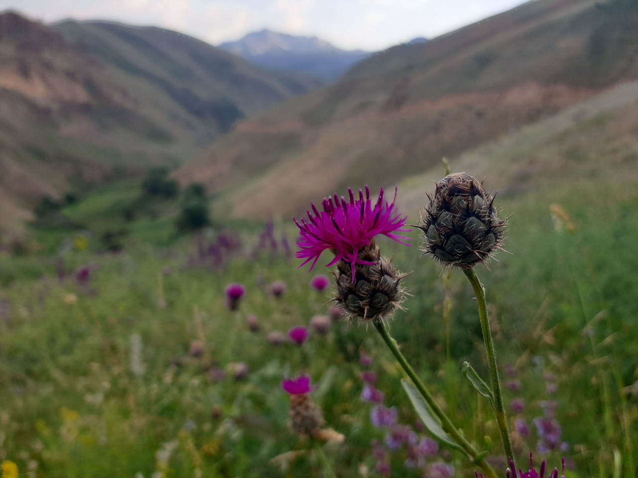 Centaurea pseudoscabiosa