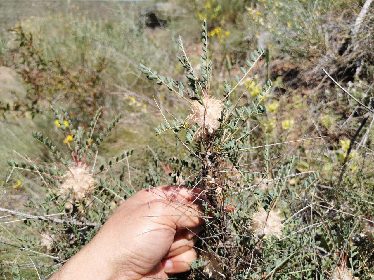 Astragalus cephalotes