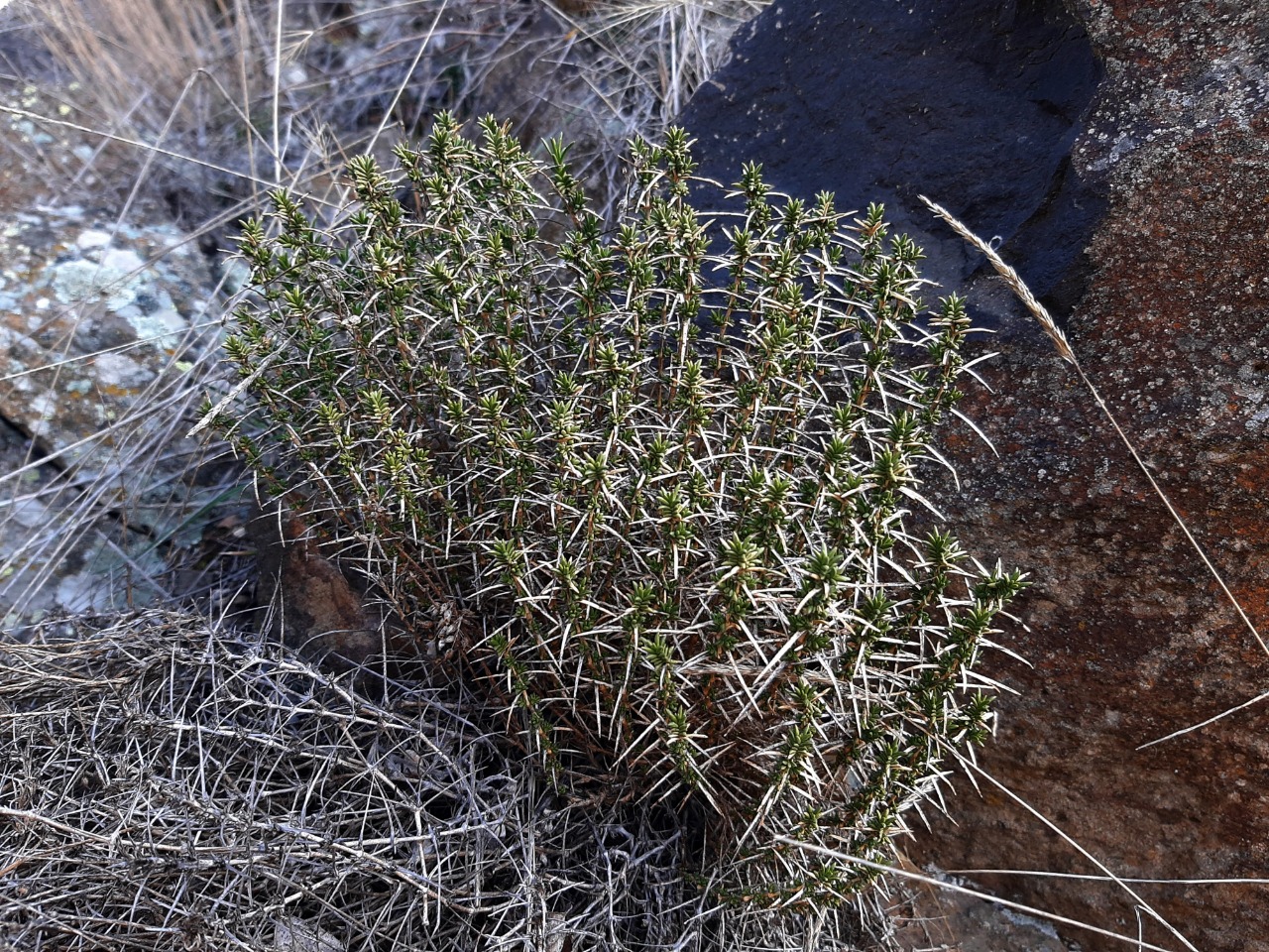 Minuartia juniperina