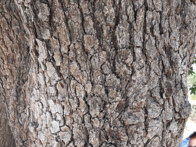 Quercus brantii