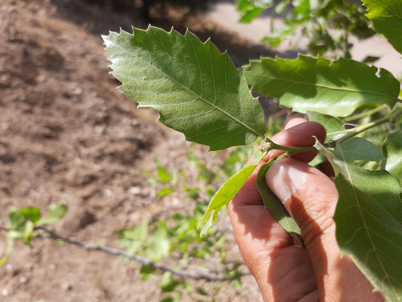 Quercus brantii