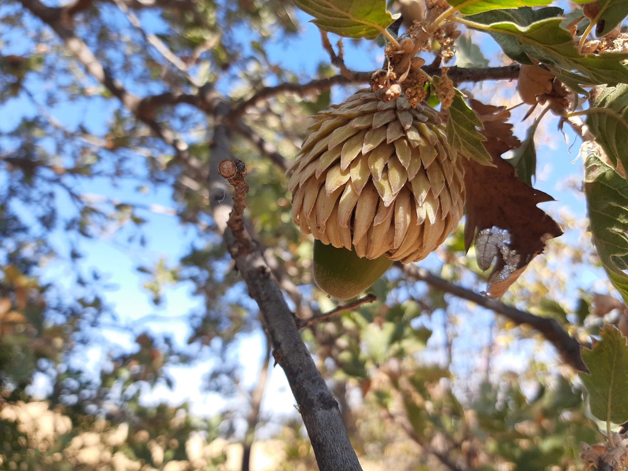 Quercus ithaburensis