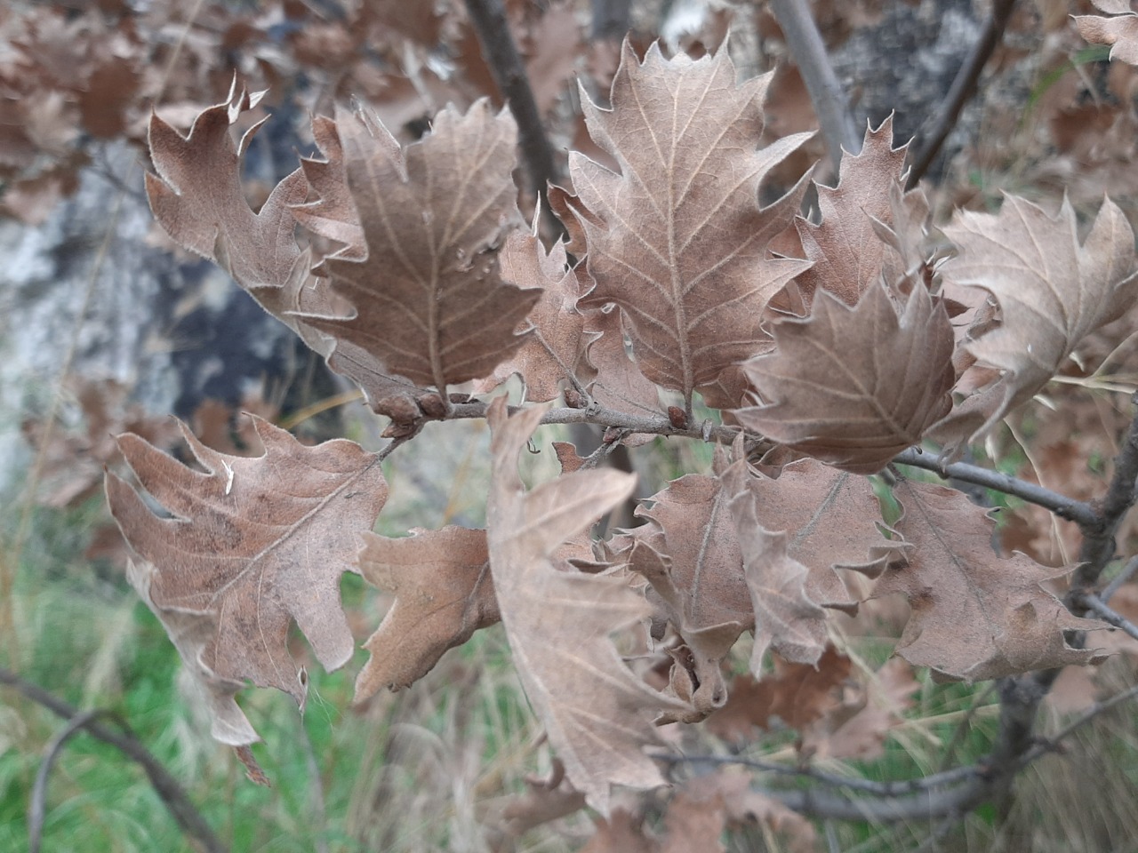 Quercus ithaburensis