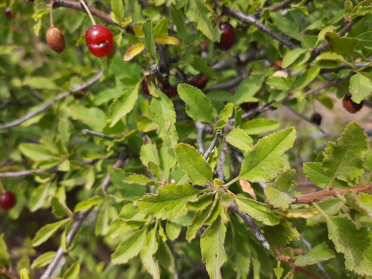 Cerasus microcarpa