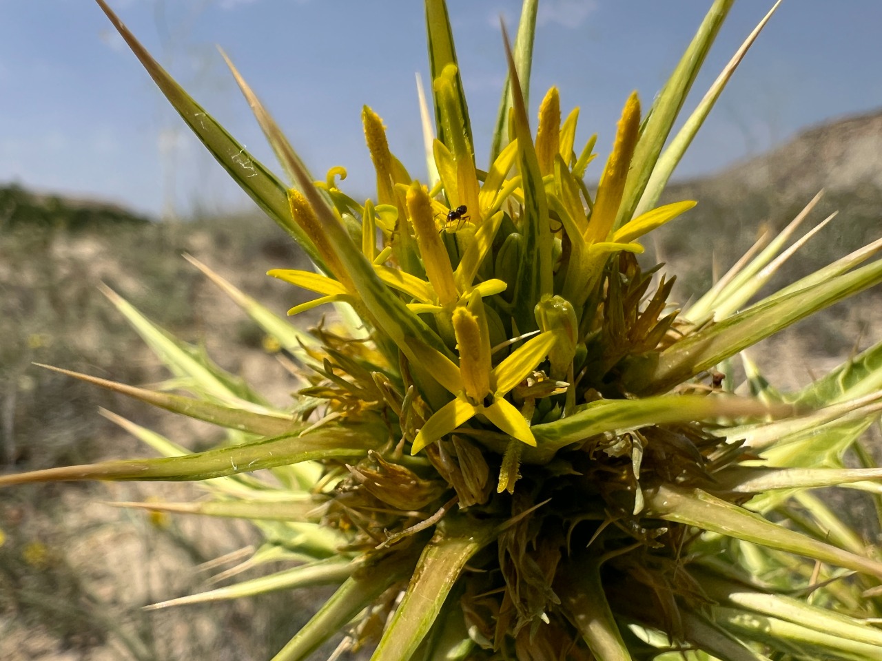 Gundelia komagenensis