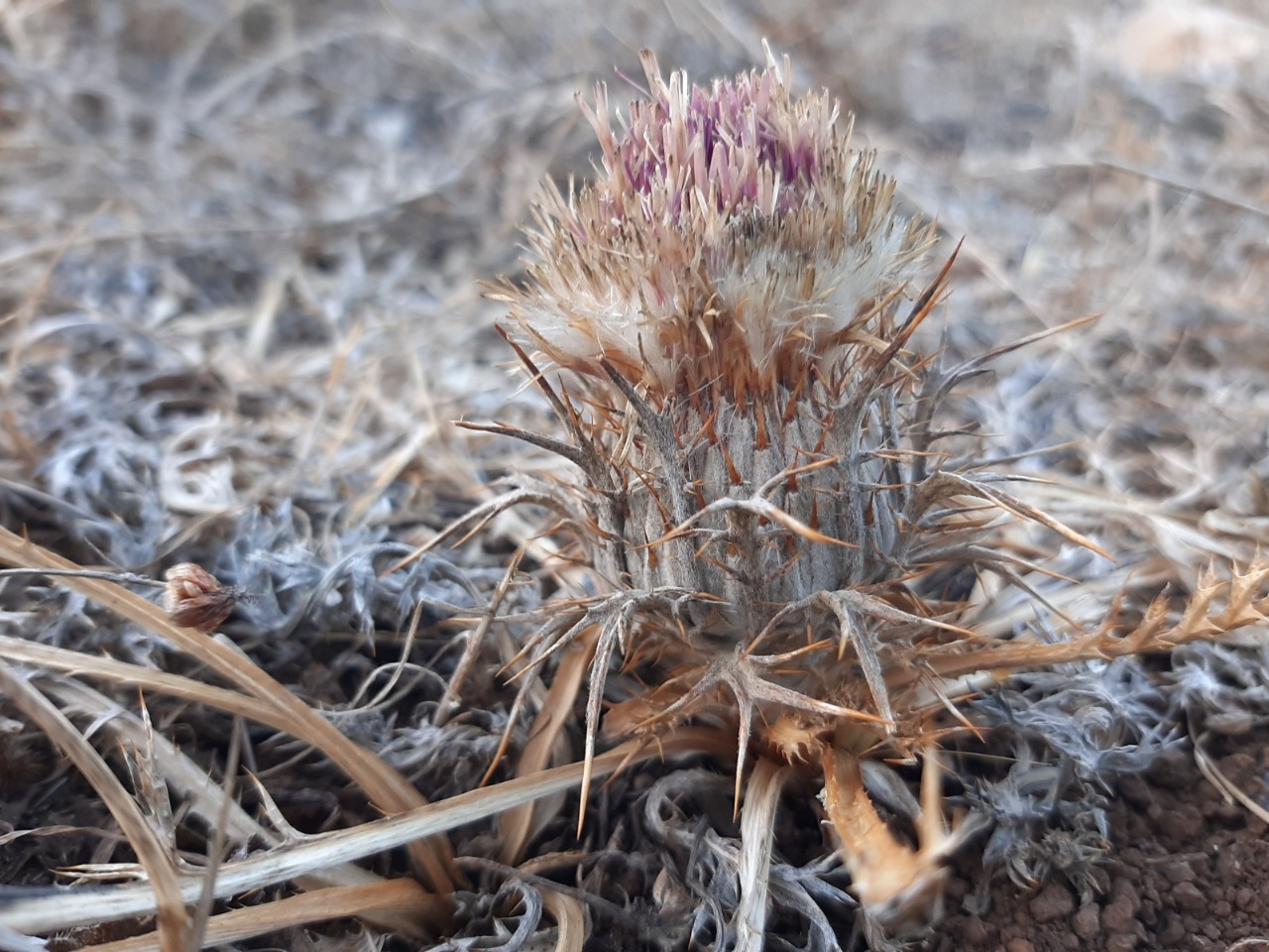 Carlina gummifera