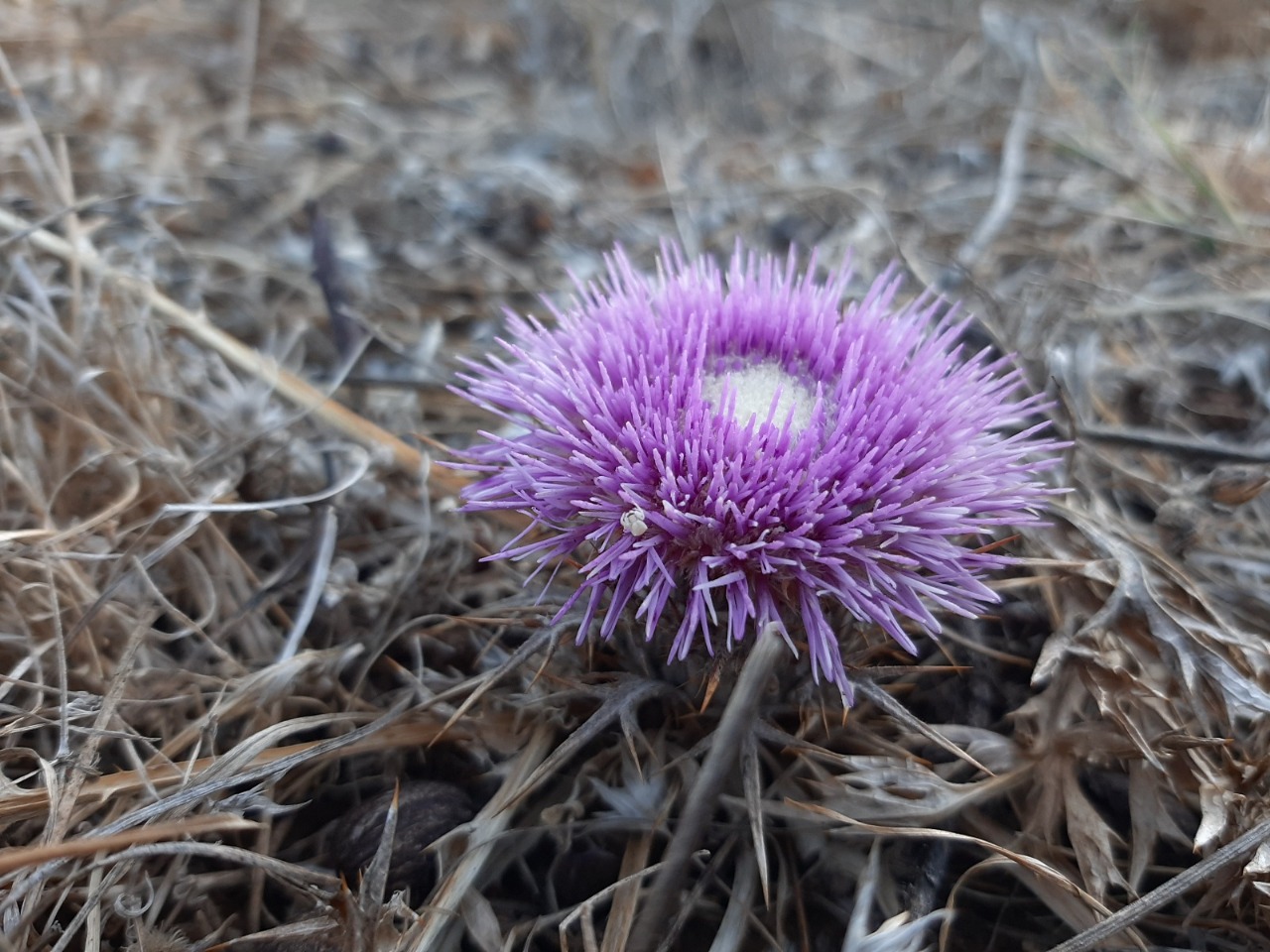 Carlina gummifera