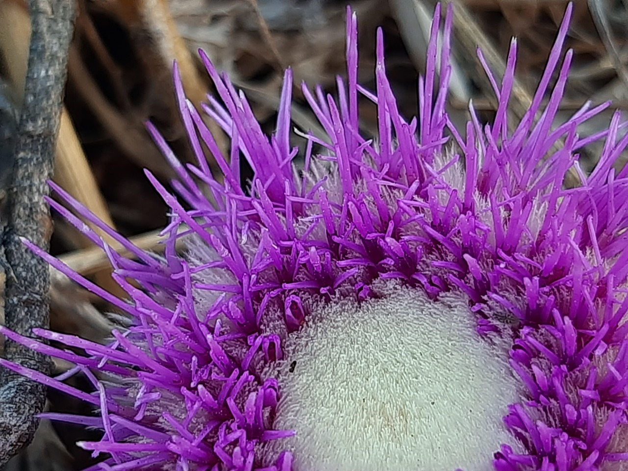 Carlina gummifera