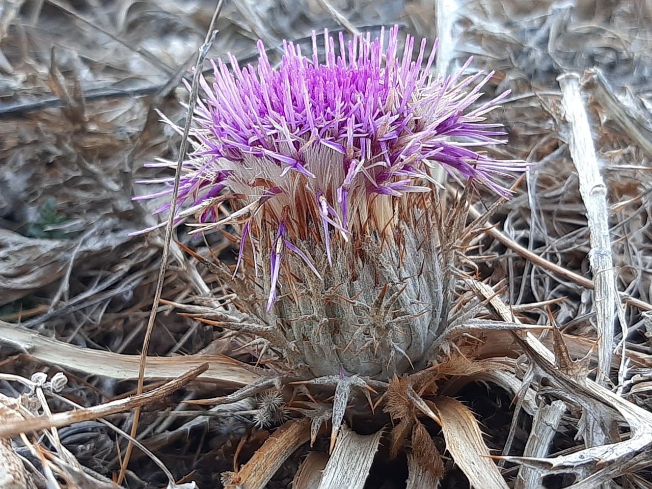 Carlina gummifera