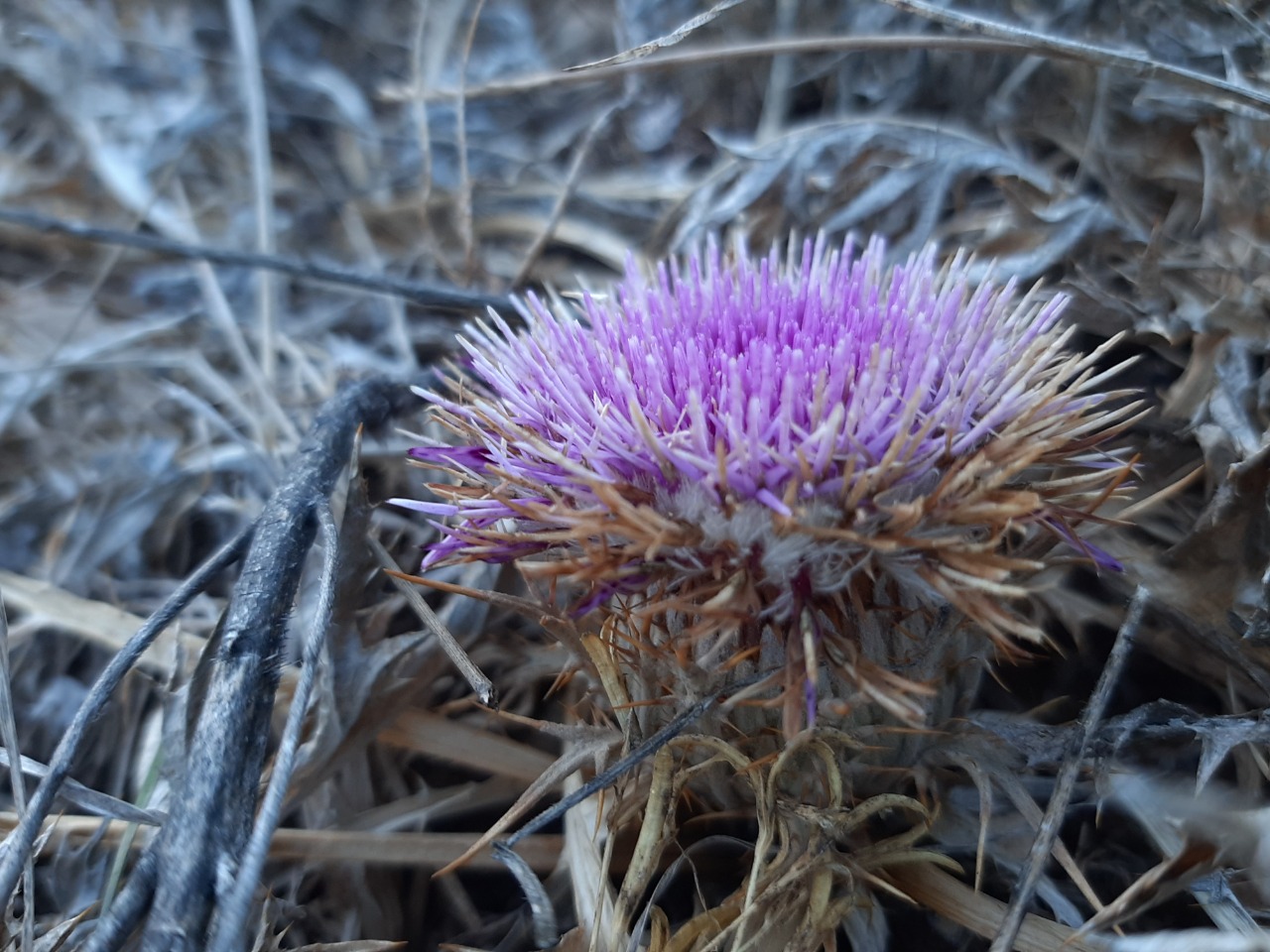 Carlina gummifera