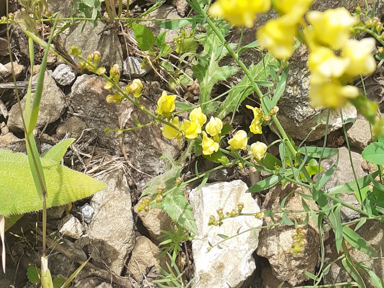 Linaria kurdica