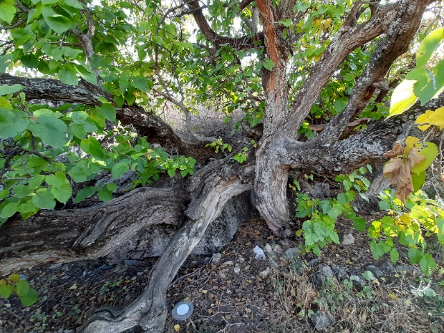 Morus nigra