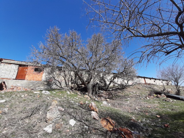 Morus nigra