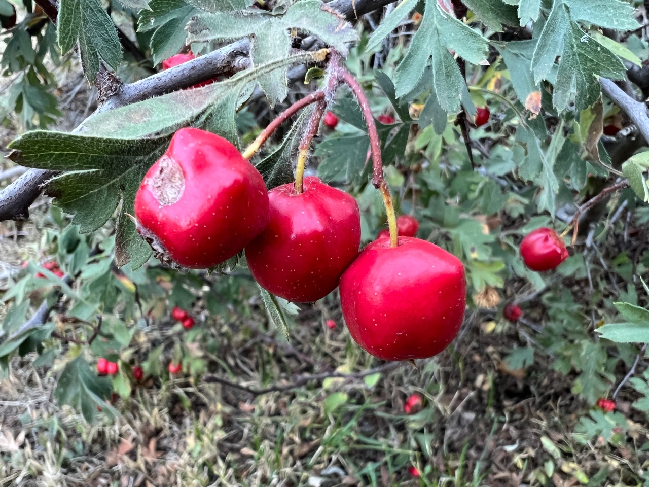 Crataegus meyeri