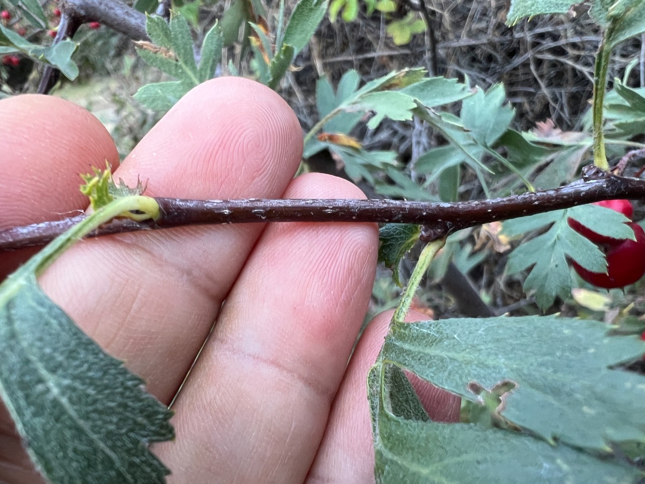 Crataegus meyeri