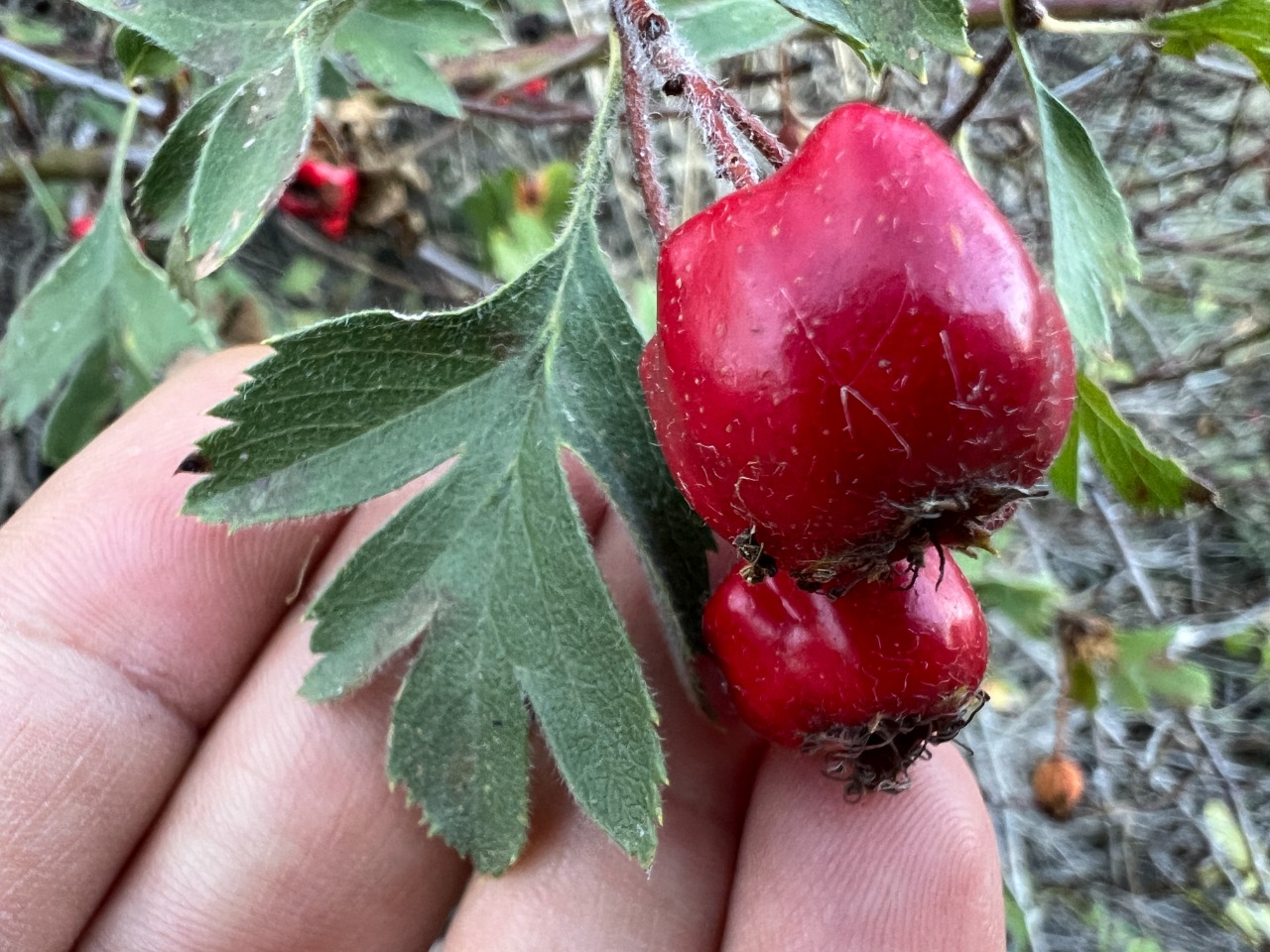 Crataegus meyeri