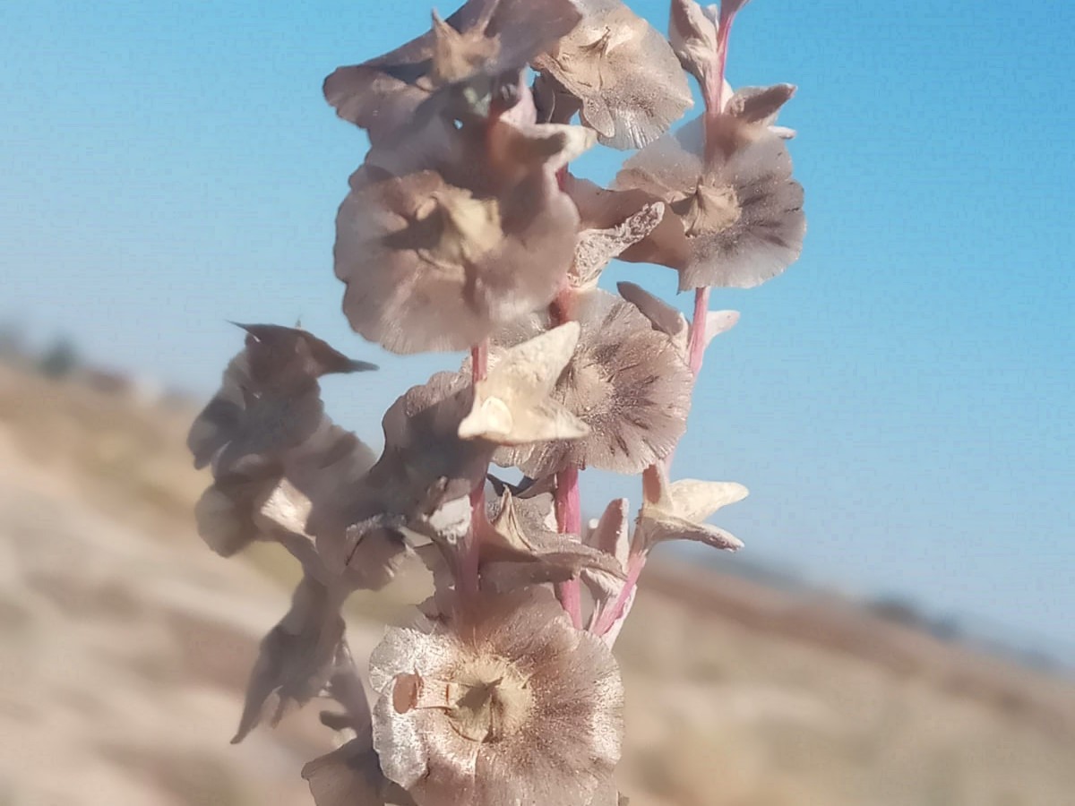 Salsola crassa