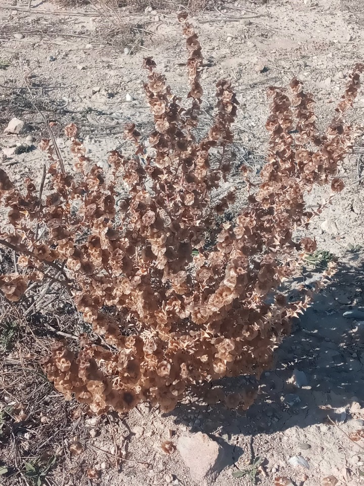 Salsola crassa