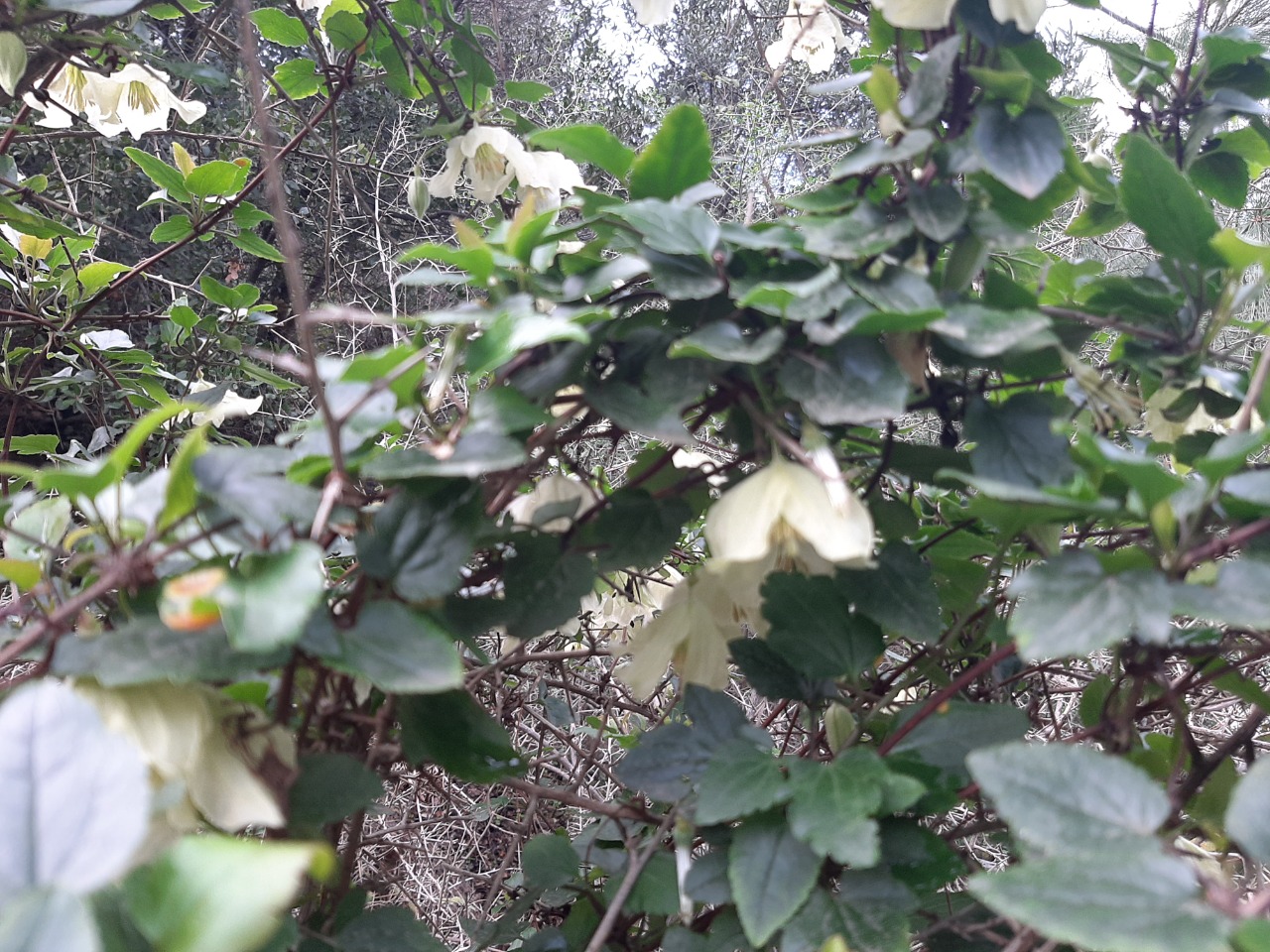 Clematis cirrhosa