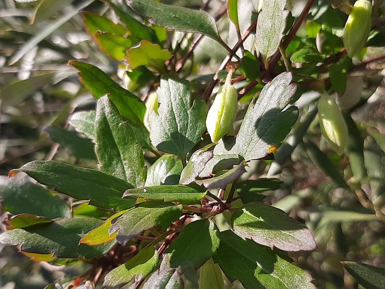 Clematis cirrhosa