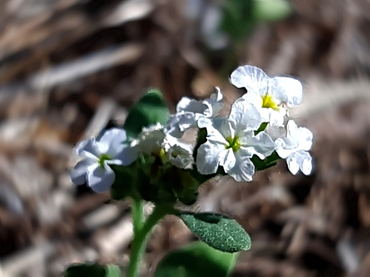 Heliotropium europaeum