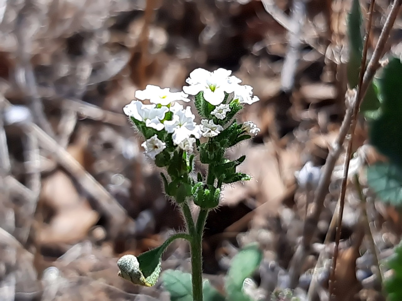 Heliotropium europaeum