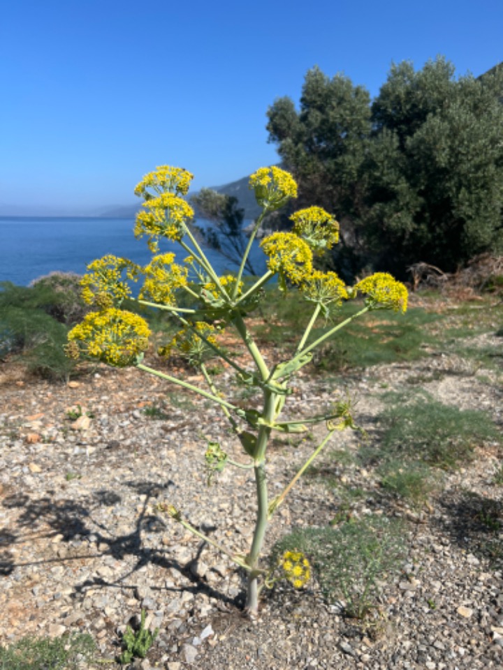 Ferula communis