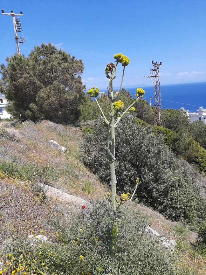 Ferula communis