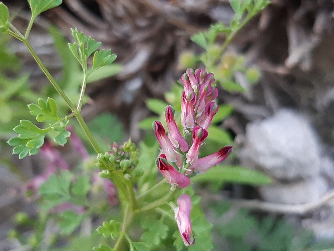 Fumaria officinalis