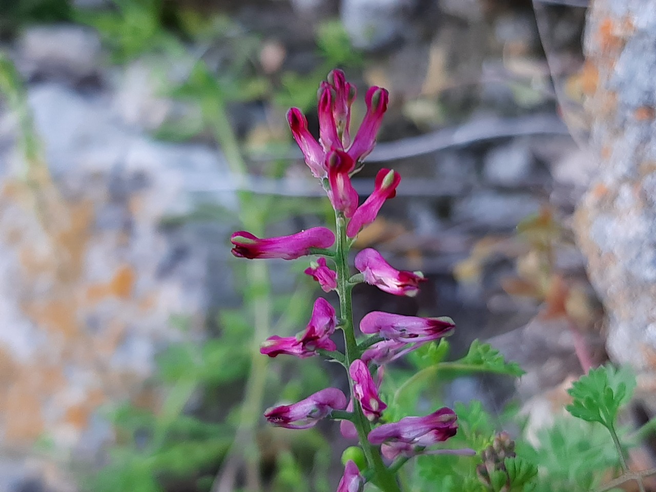 Fumaria officinalis