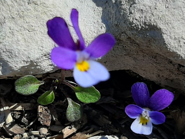 Viola kitaibeliana