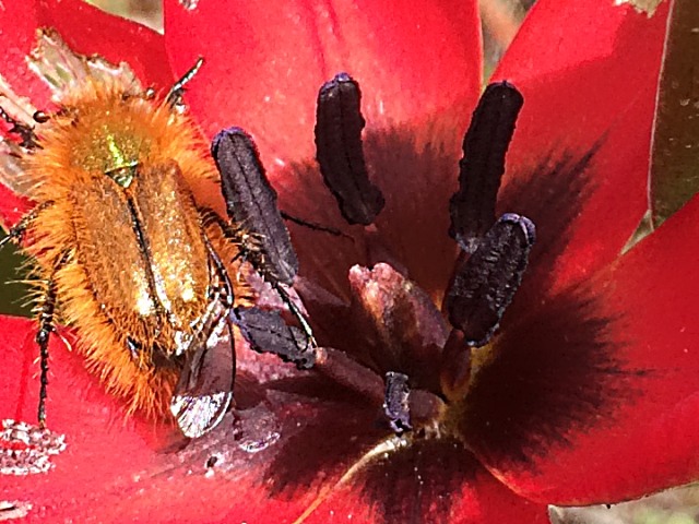 Tulipa orphanidea