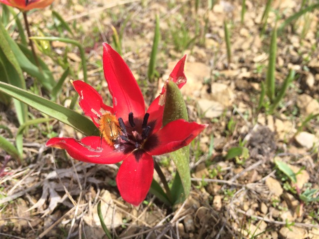 Tulipa orphanidea