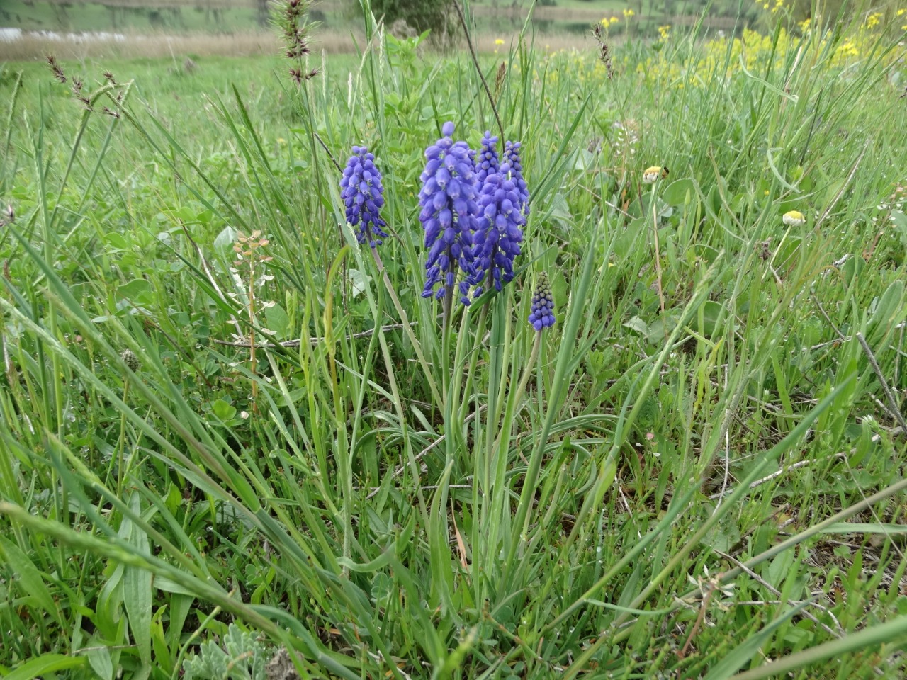 Muscari armeniacum