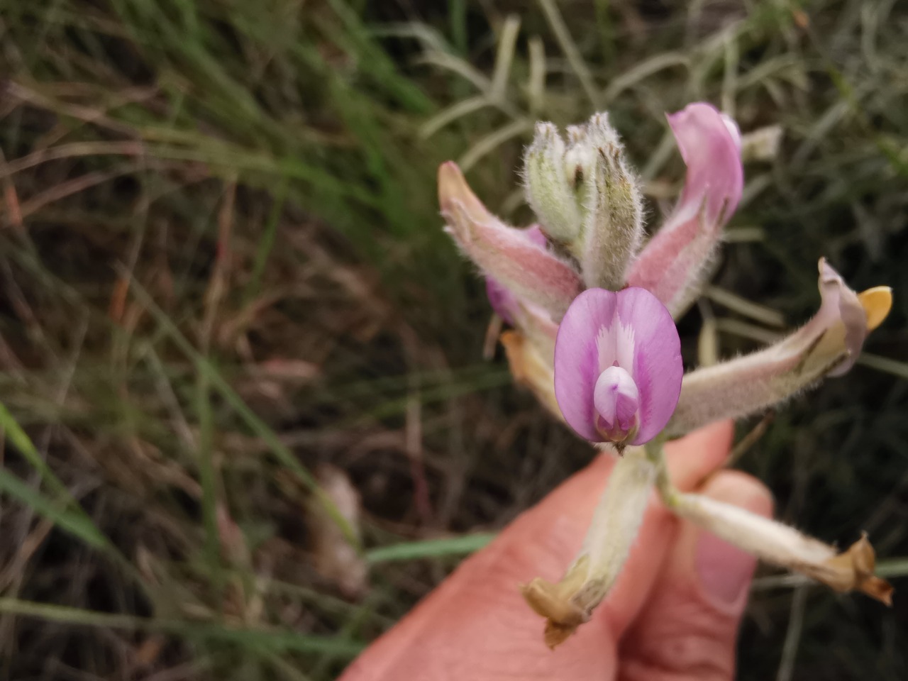 Astragalus melanocephalus